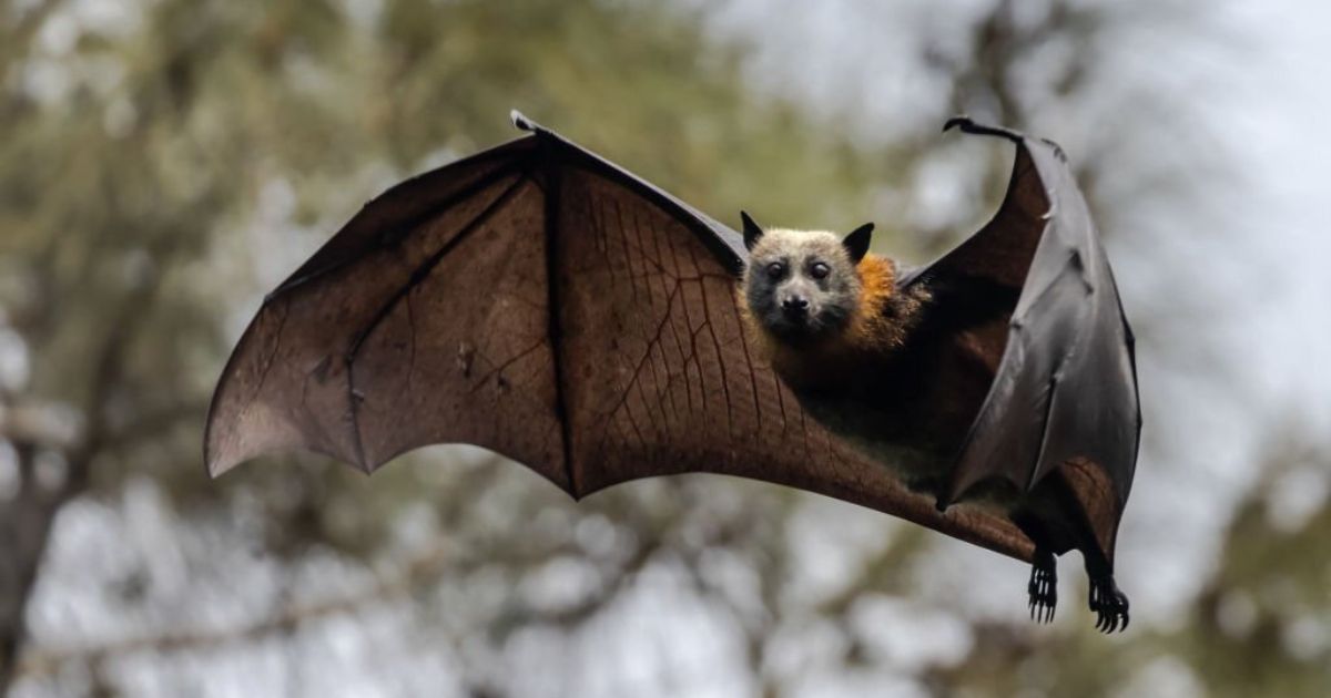 Meanings When You Dream About Bats