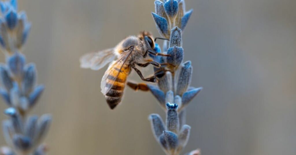 What does dreaming about bees mean?
