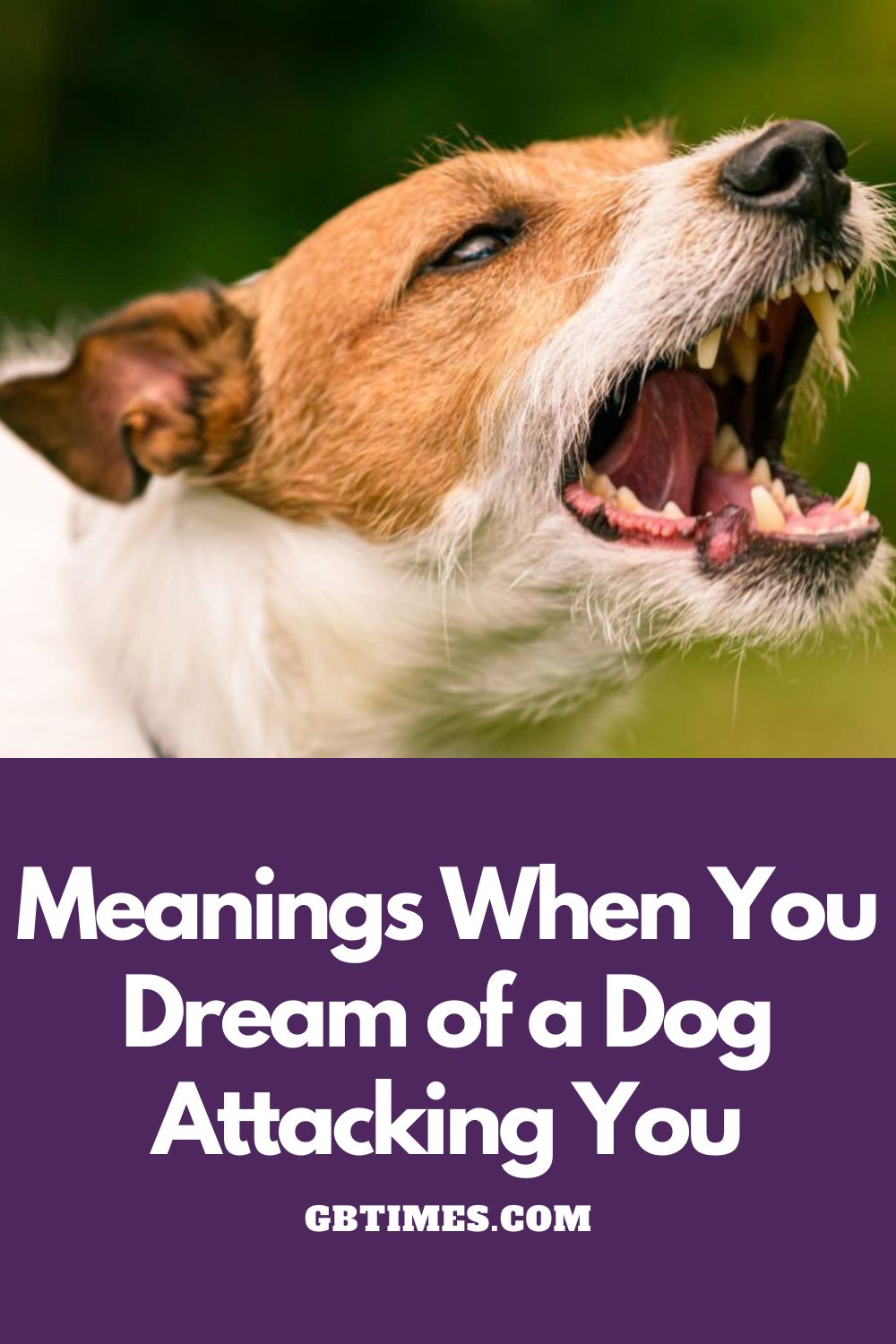Spiritual Meanings When Dream Of Dog Attacking You