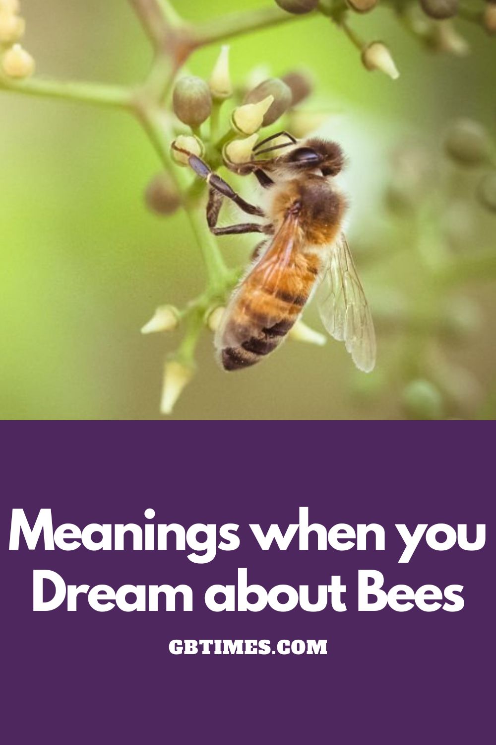 What Do Bees In Dreams Mean?