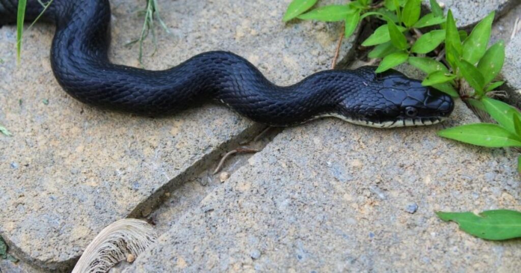 Black Snake Dream Meaning and Symbolism