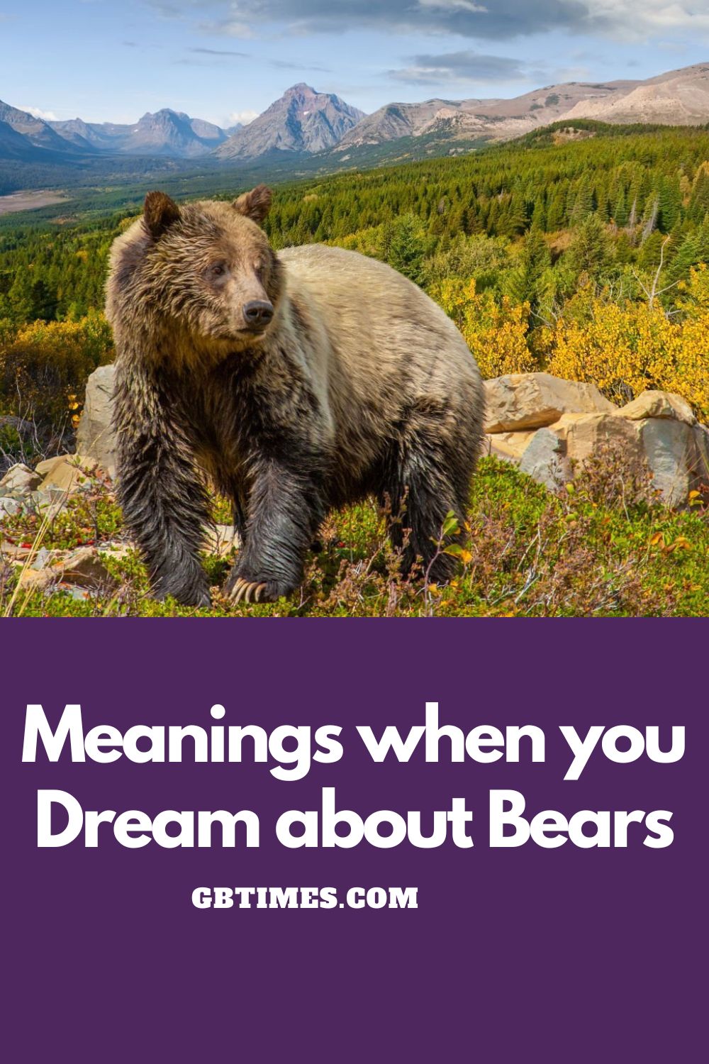 Meanings When You Dream About Bears