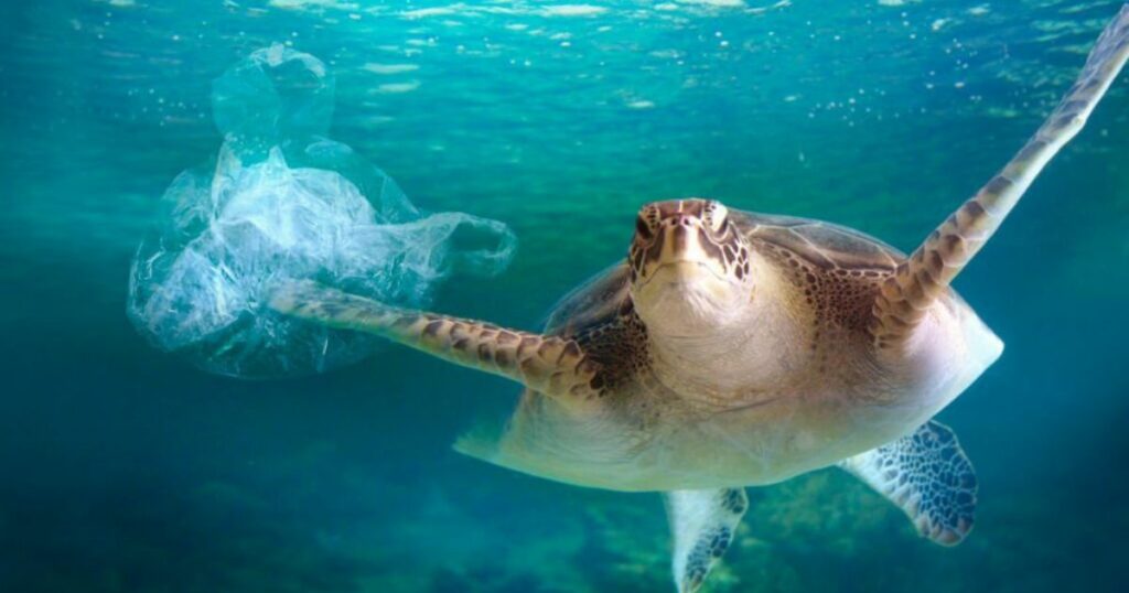 Meanings When You Dream About Turtles