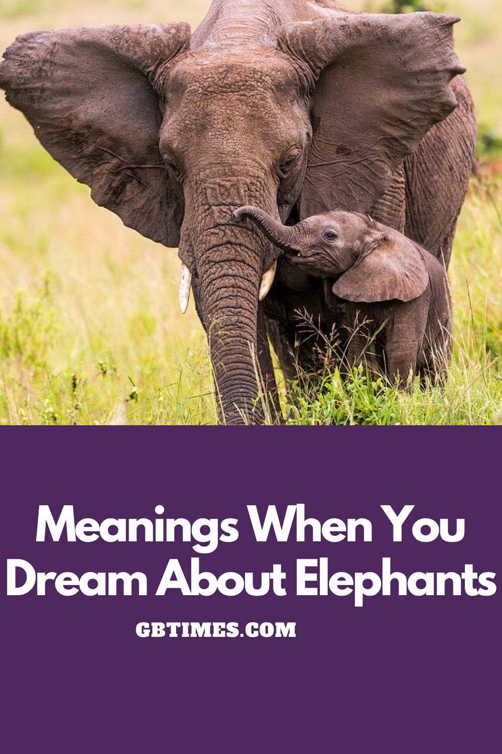 Elephant Dream Meaning & Spiritual Messages Explained