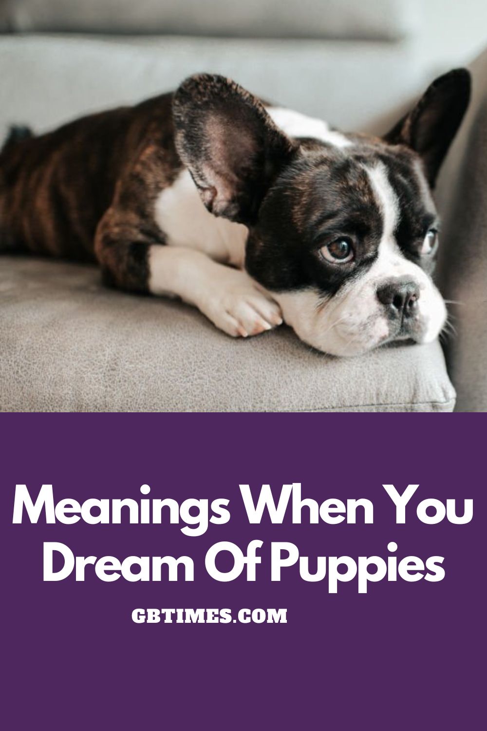 Dream Of Puppies