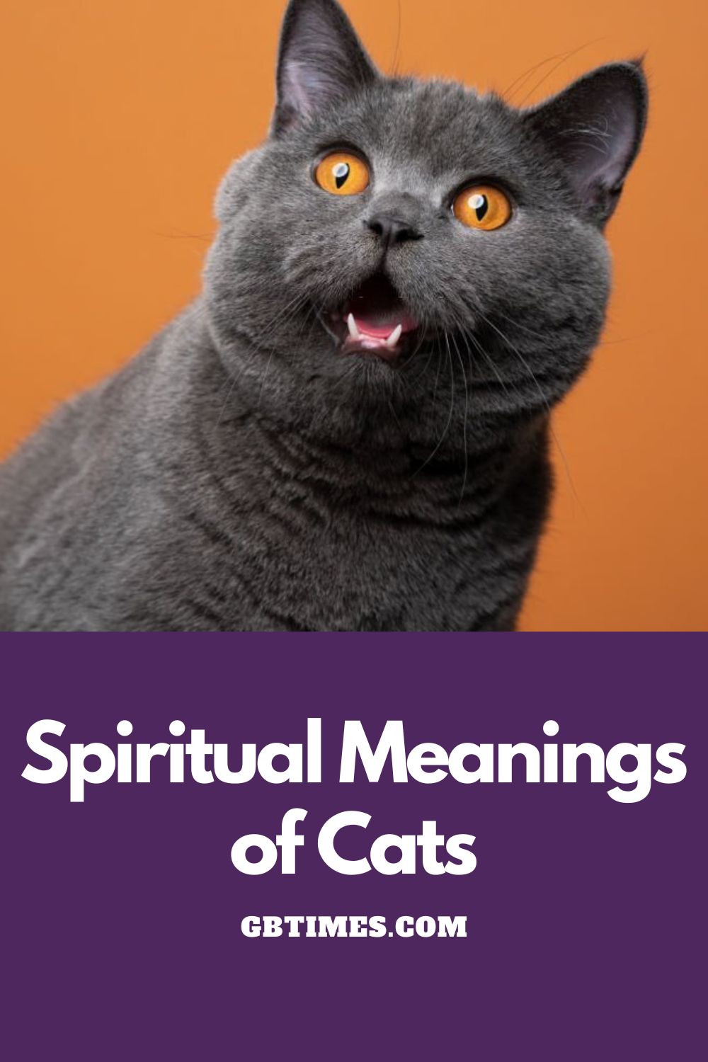 Cat Spirit Animal Symbolism & Meaning