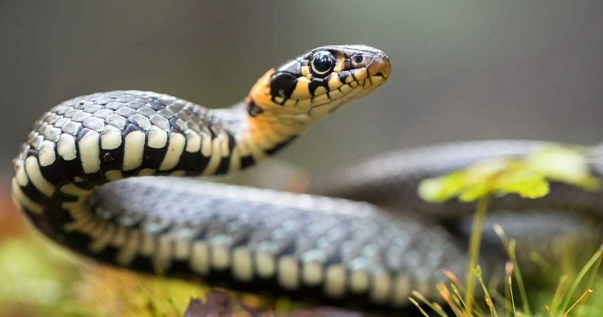 18 Meanings When You Dream About Snakes