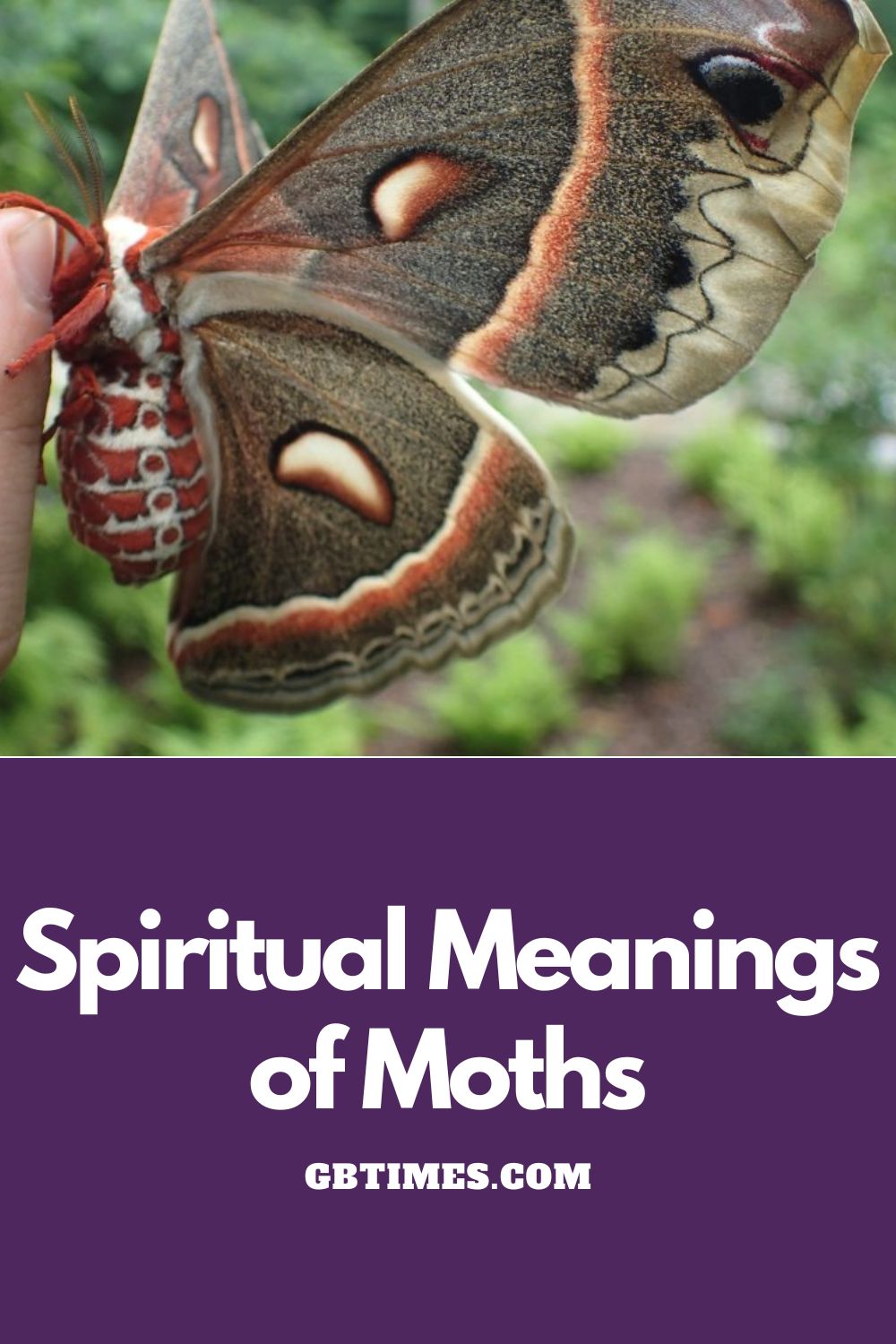 Spiritual Meanings Of Moth