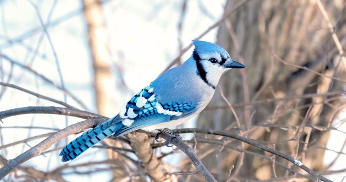 4 Spiritual Meanings of Seeing a Blue Jay