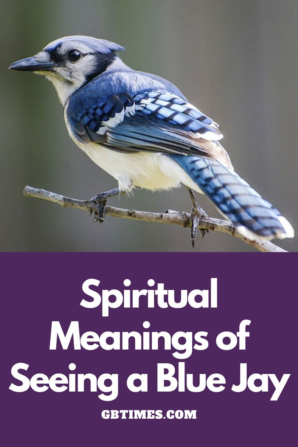 Spiritual Meanings Of Blue Jay