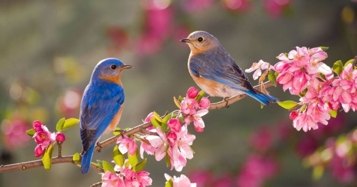 4 Spiritual Meanings of Bluebird