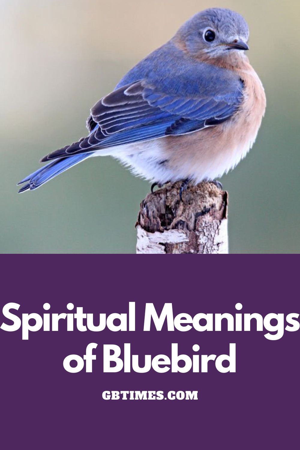 The Symbolic Meaning of Crossing Paths With a Happy Little Bluebird