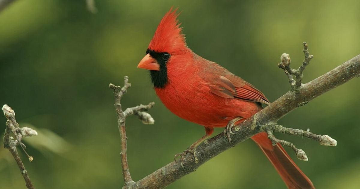 10 Spiritual Meanings of Cardinals
