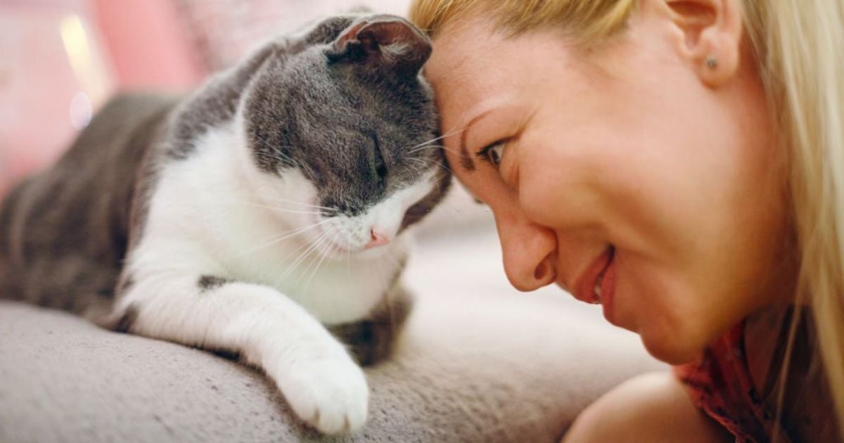 8 Spiritual Meanings of Cats