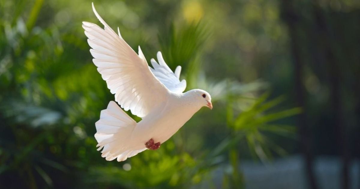 9 Spiritual Meanings of Dove