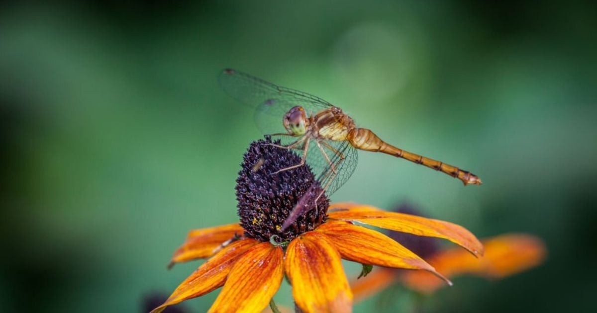 Spiritual Meanings of Dragonfly