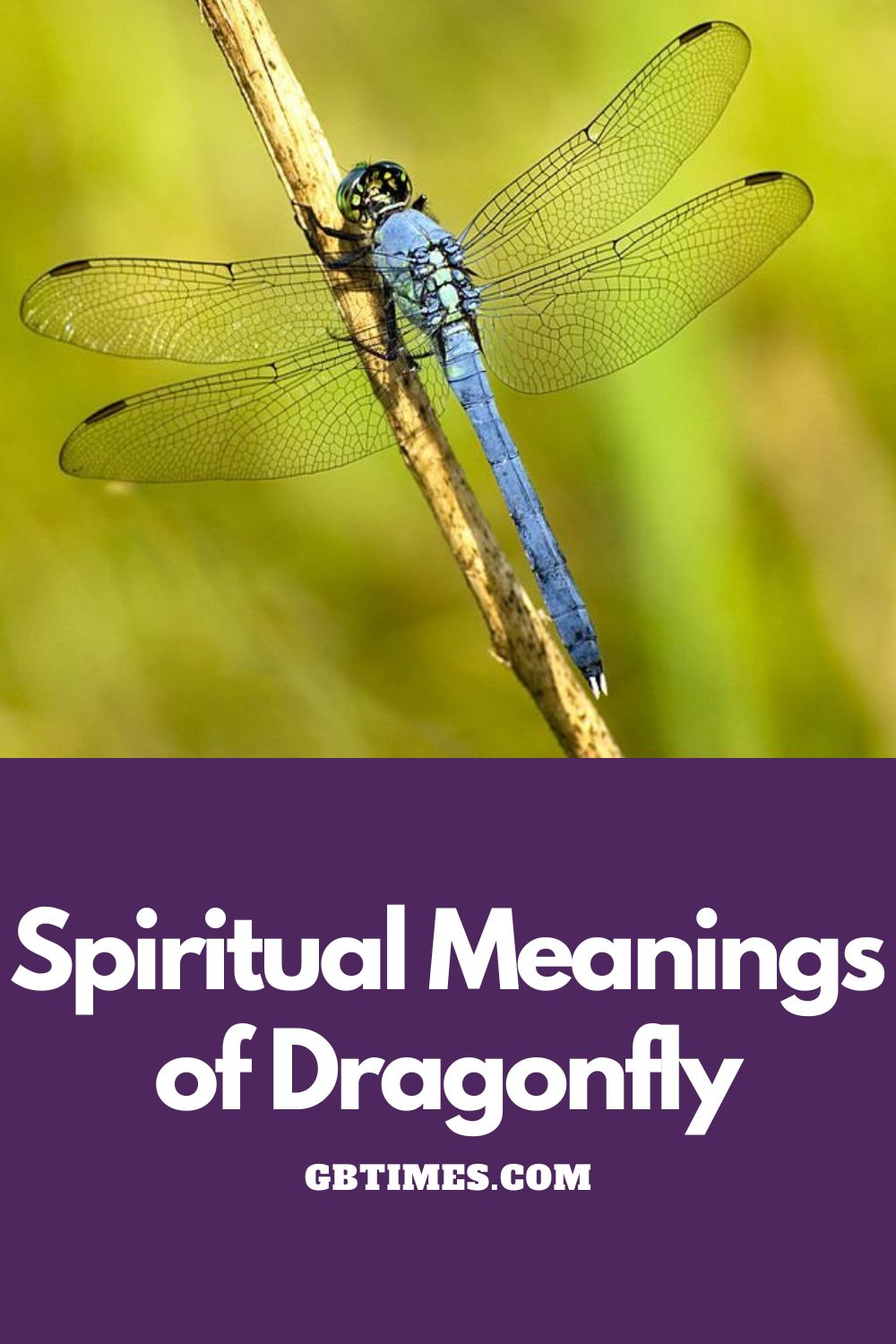 Dragonfly Symbolism & Meaning