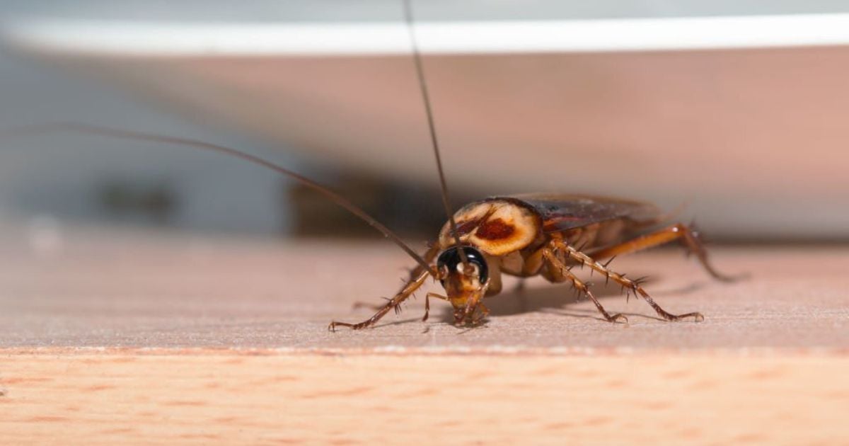 26 Meanings When You Dream About Cockroaches