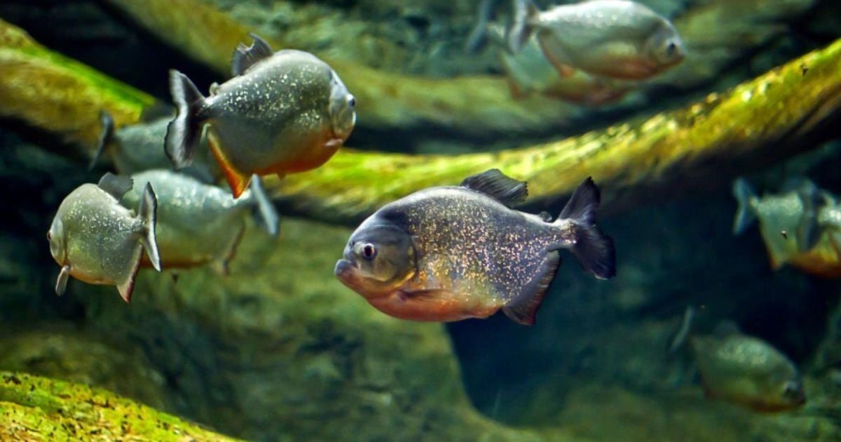 23 Meanings When You Dream About Fish