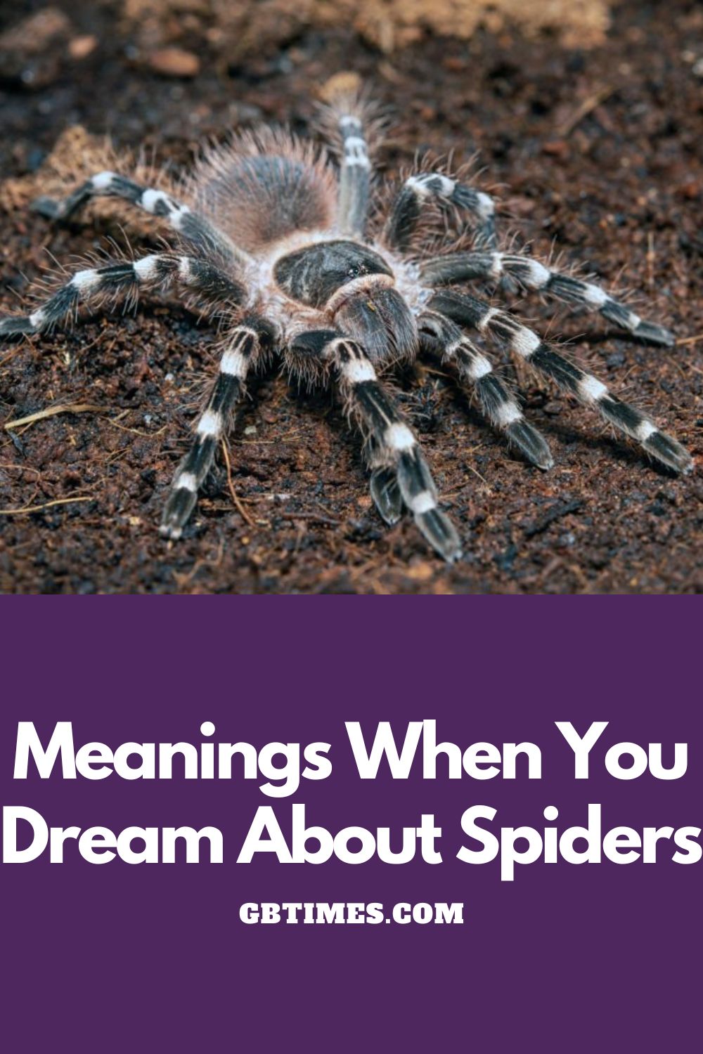 Your Dreams About Spiders Are Actually Super Important