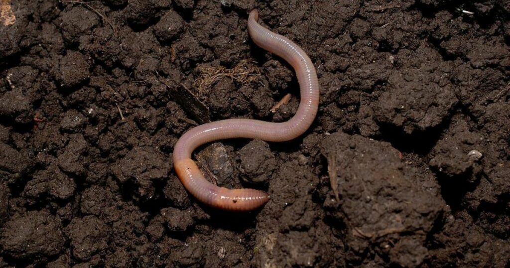 Dream About Worms: Meaning and Interpretation