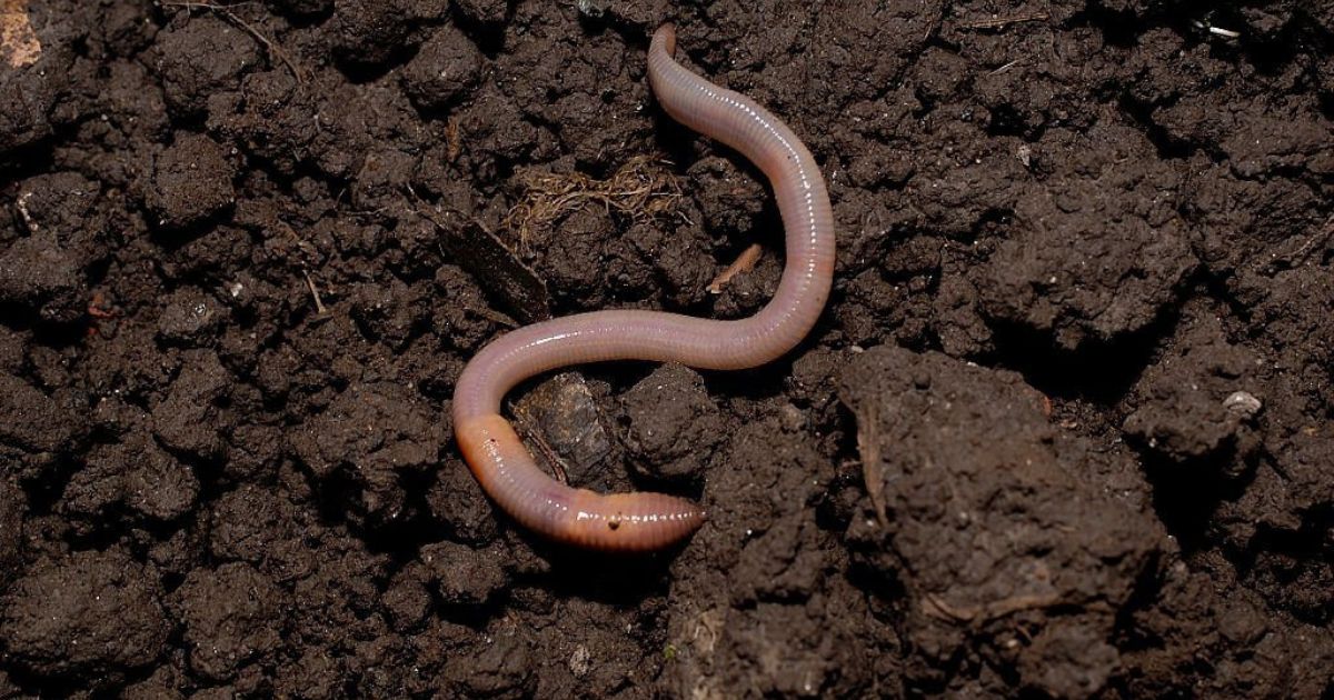 Dream About Worms: Meaning and Interpretation