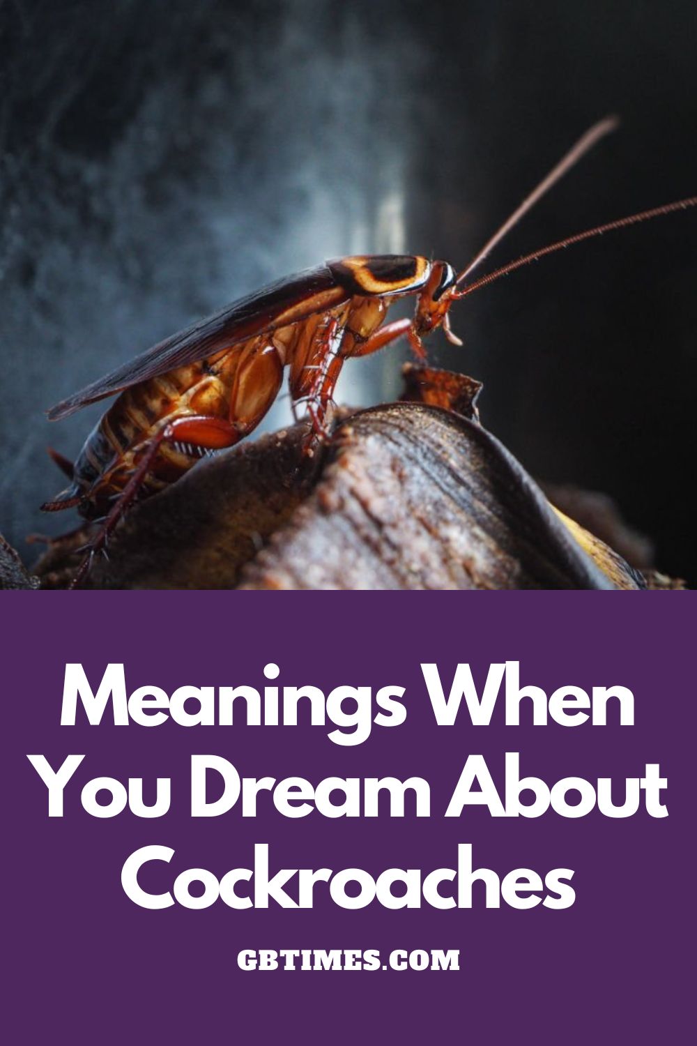 True Meaning And Right Interpretation Of Dream of Cockroache