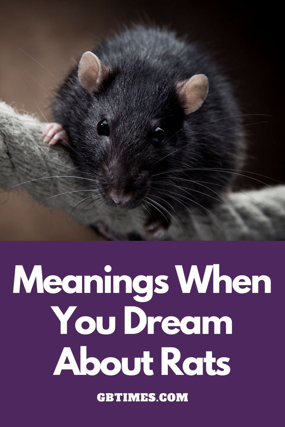 hat Do Dreams of Rats Mean?