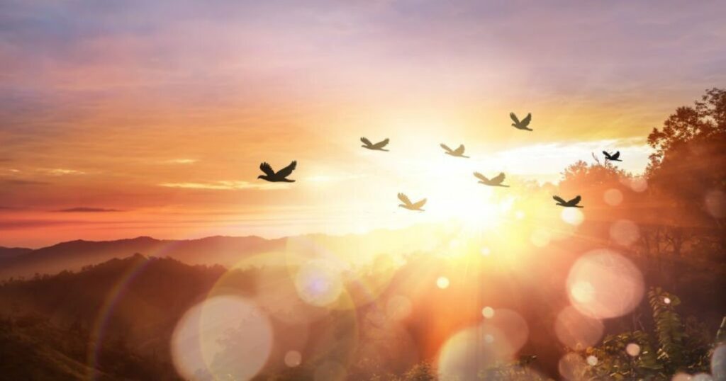 Meanings When You Dream About Birds