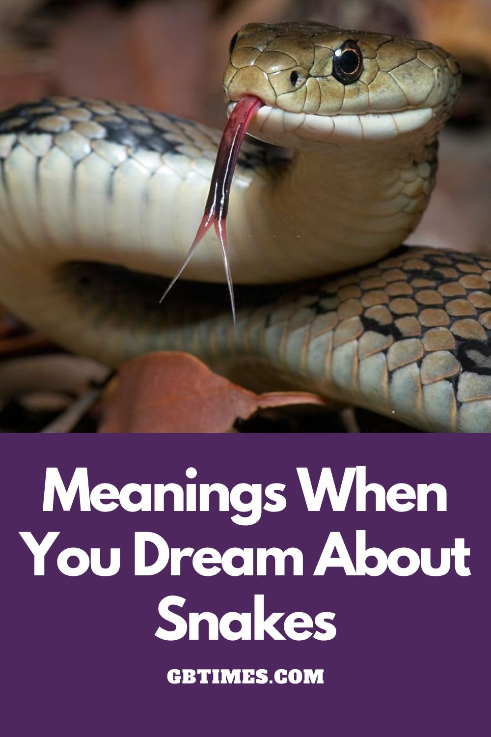 Dreaming of Snakes