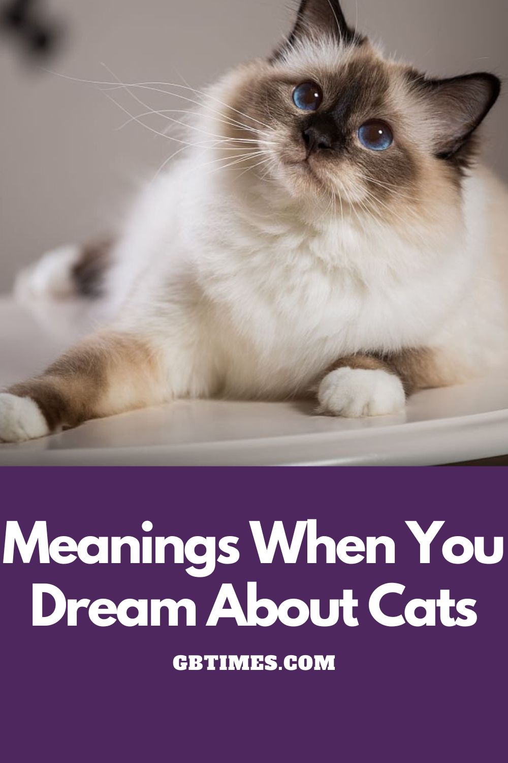What Do Dreams About Cats Mean?