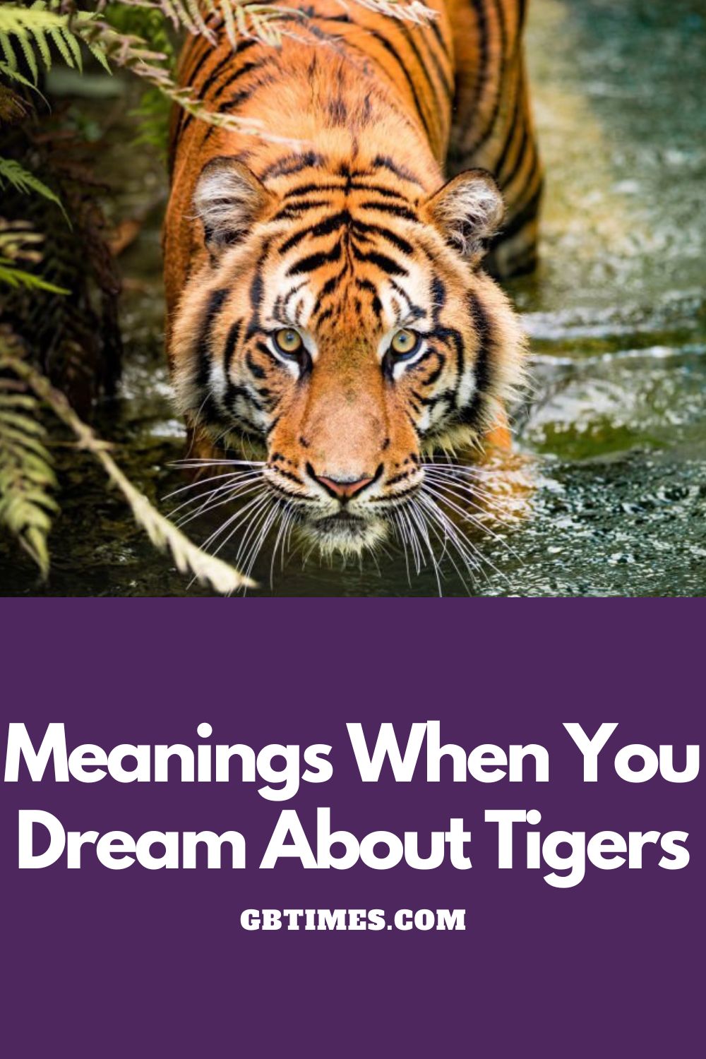 True Meaning And Right Interpretation Of Dreams About Tiger