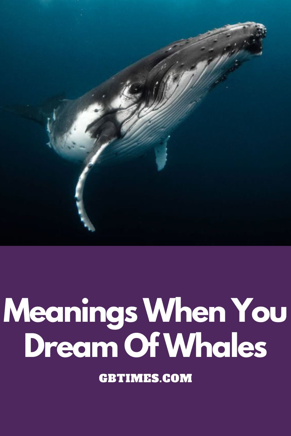 True Meaning And Right Interpretation Of Dreams About Whales
