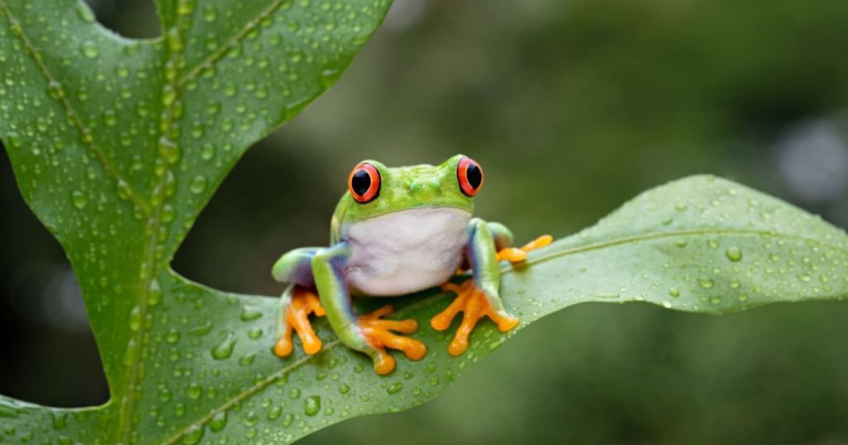 What Do Dreams of Frogs Mean?