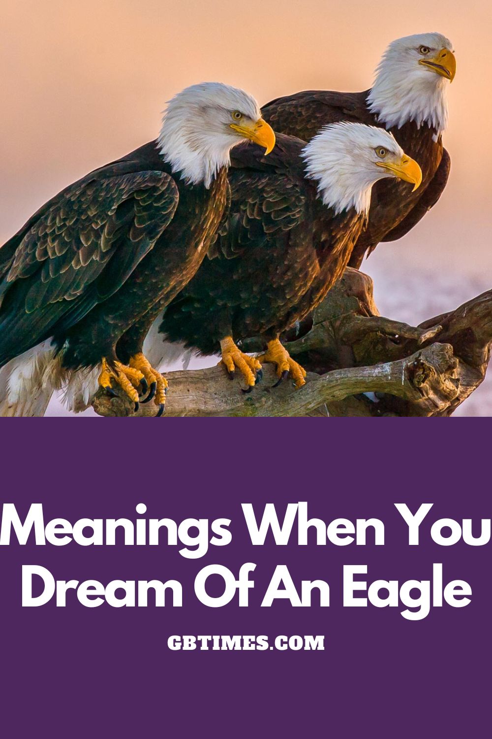 Meanings When You Dream Of Eagle