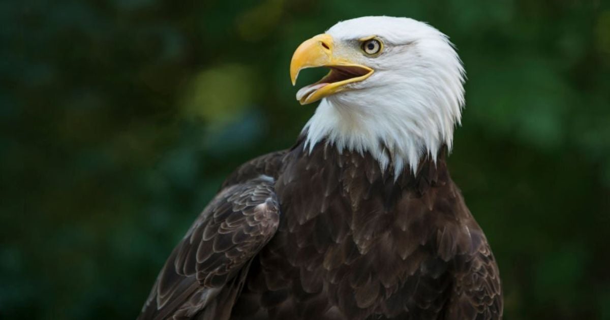 6 Spiritual Meanings of Eagle