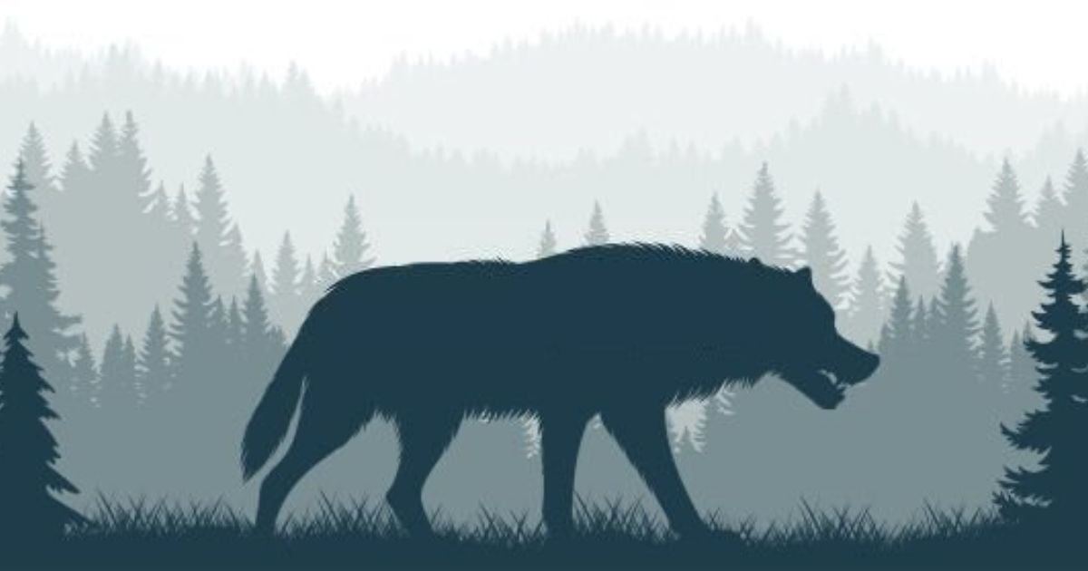 The significant meaning of a wolf in dreams