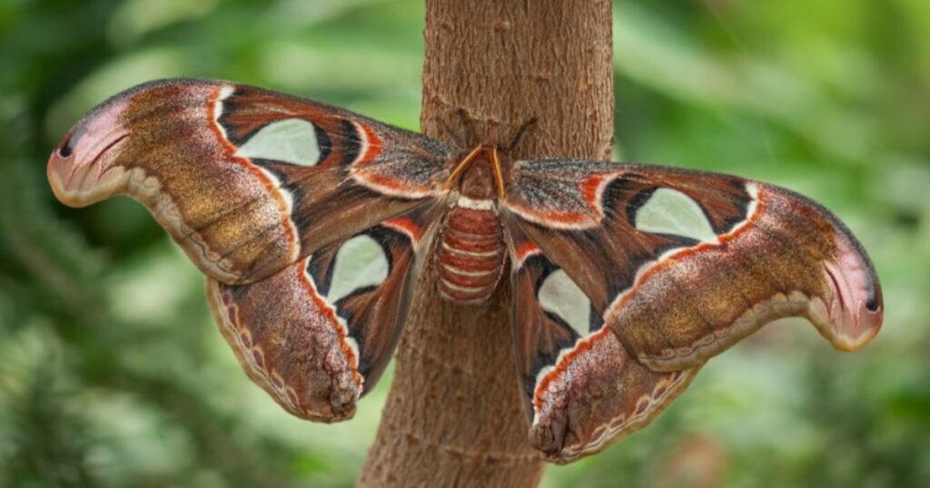 Moth Meaning and Symbolism: The Mysterious Spirit Messenger