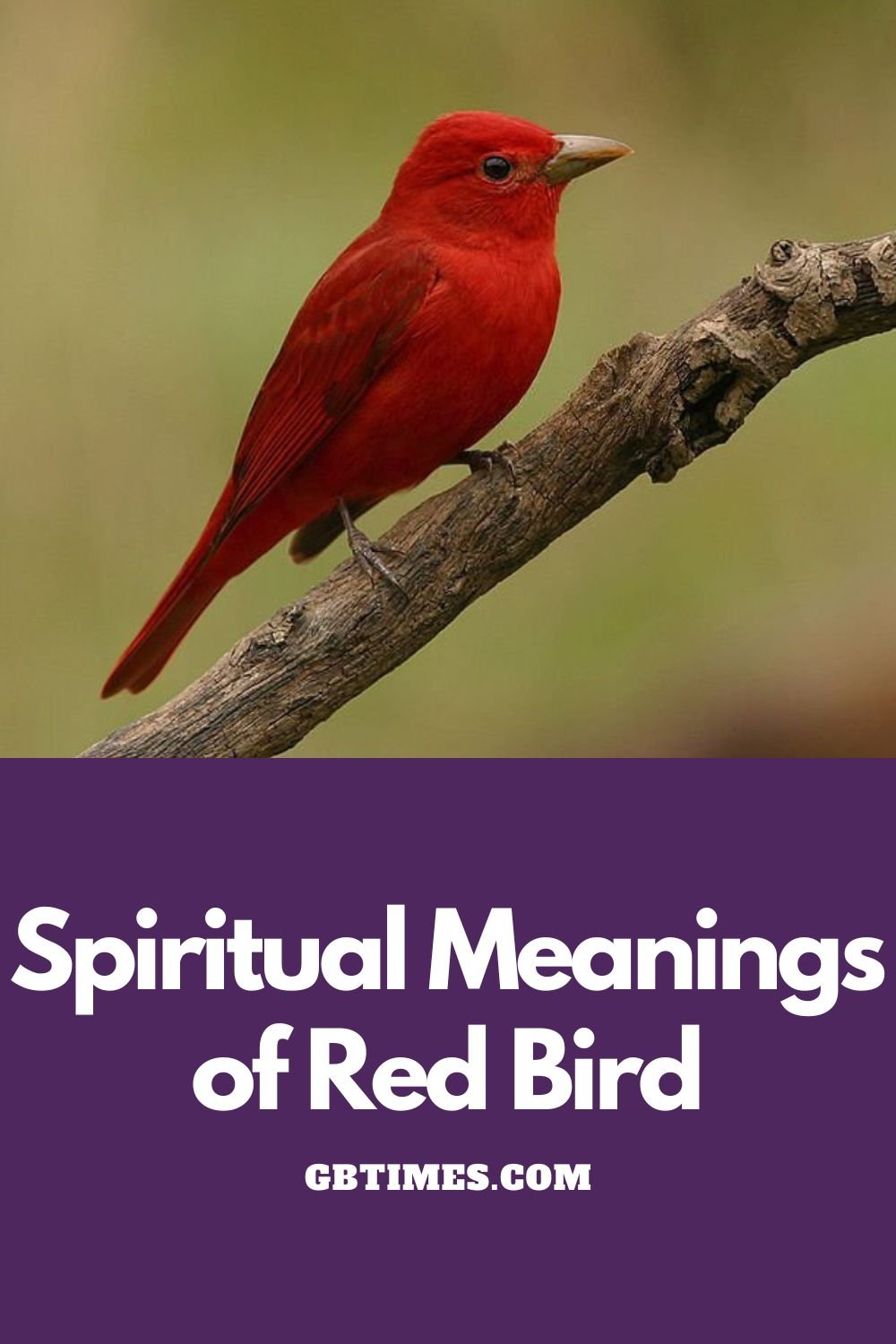 Spiritual Meanings Of Red Bird