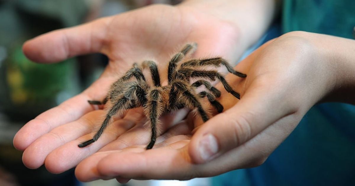 16 Meanings When You Dream About Spiders