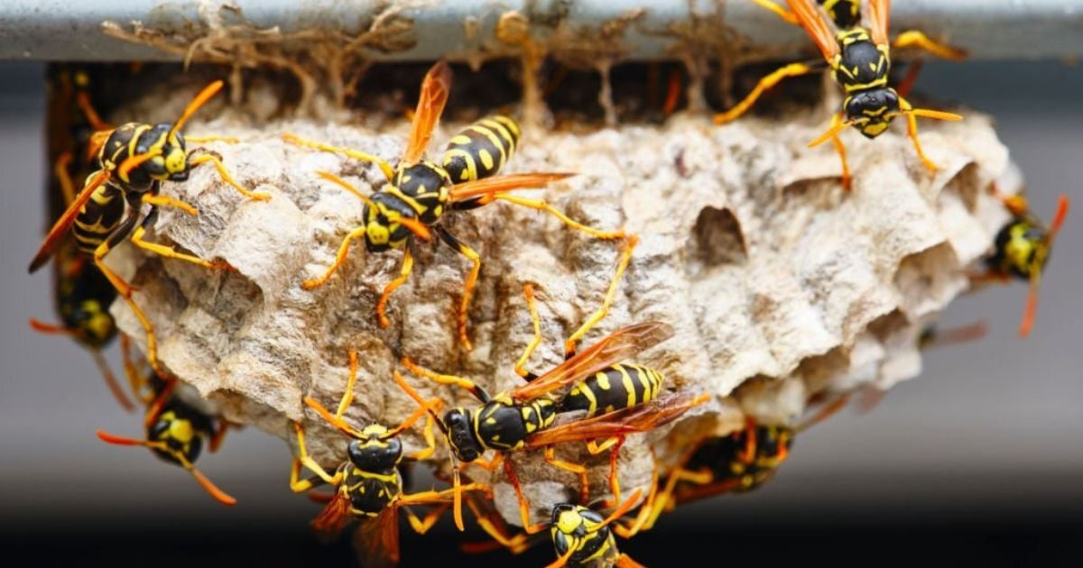 18 Spiritual Meanings Of Wasps