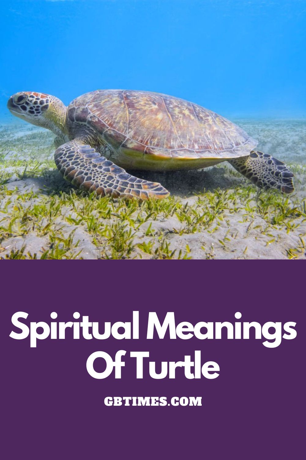 The Spiritual Meaning and Symbolism of a Turtle