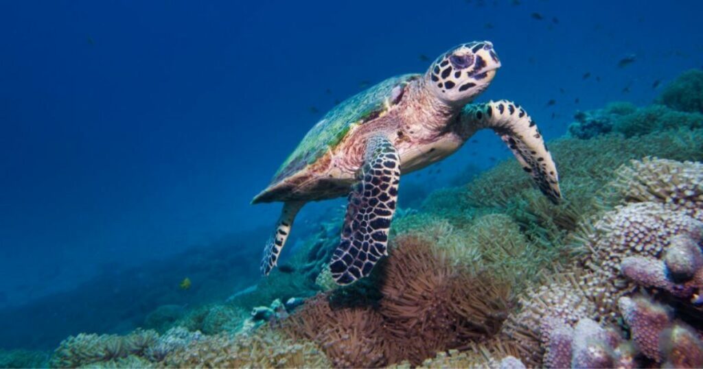 Spiritual Meanings Of Turtle