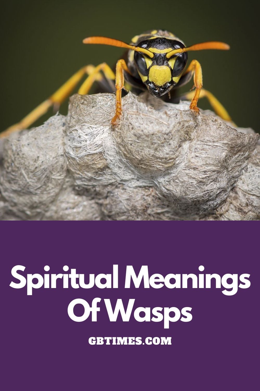 Wasp Symbolism – The Spiritual Meaning Of The Vespids