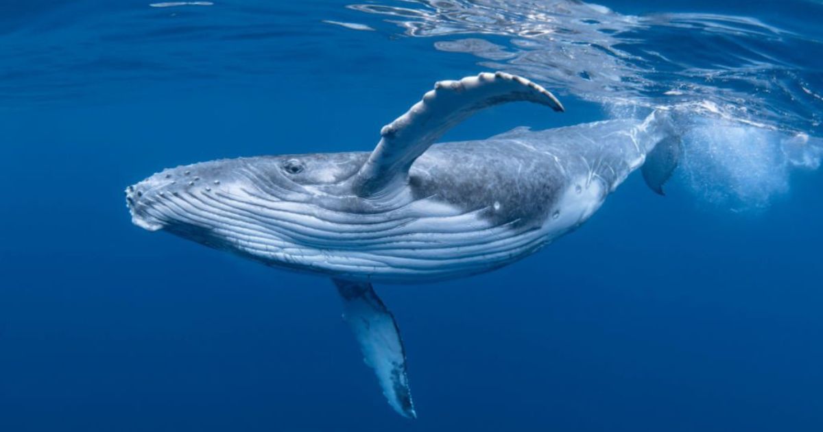 24 Meanings When You Dream Of Whales