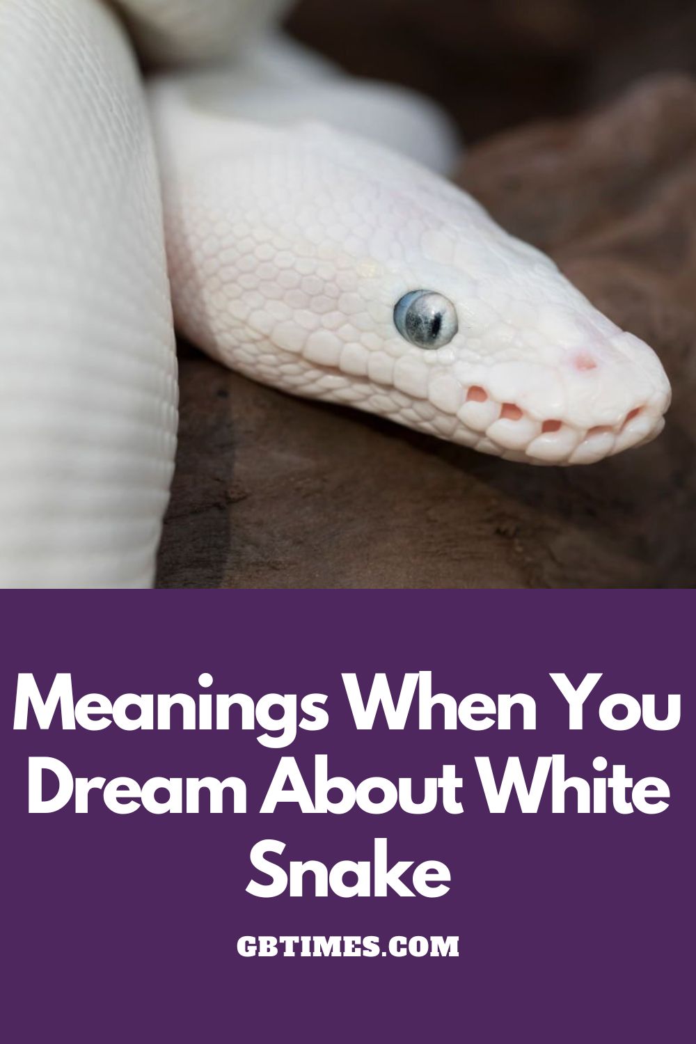 White Snake in Dream Meaning and Interpretation