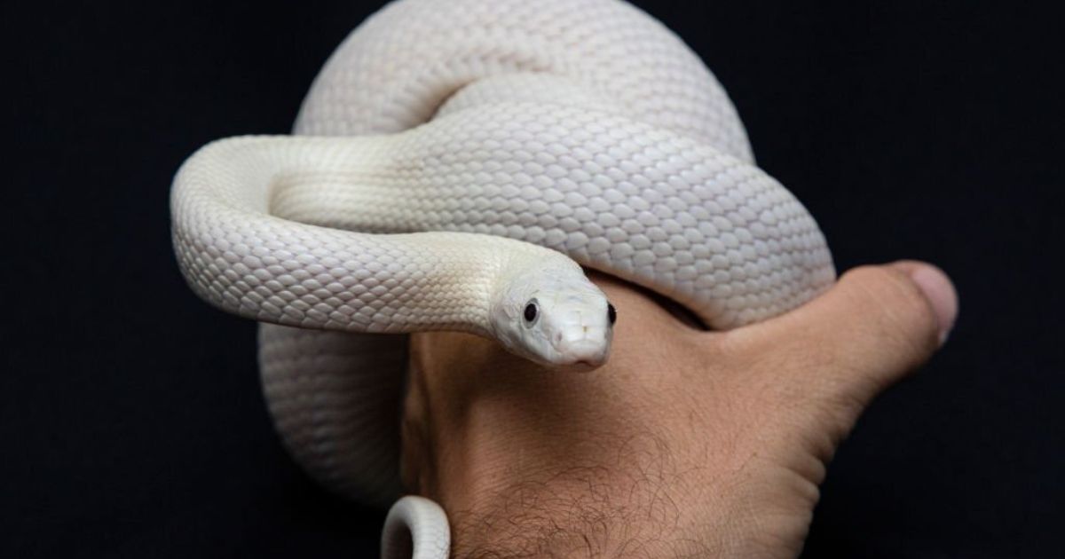 Meanings When You Dream About White Snake