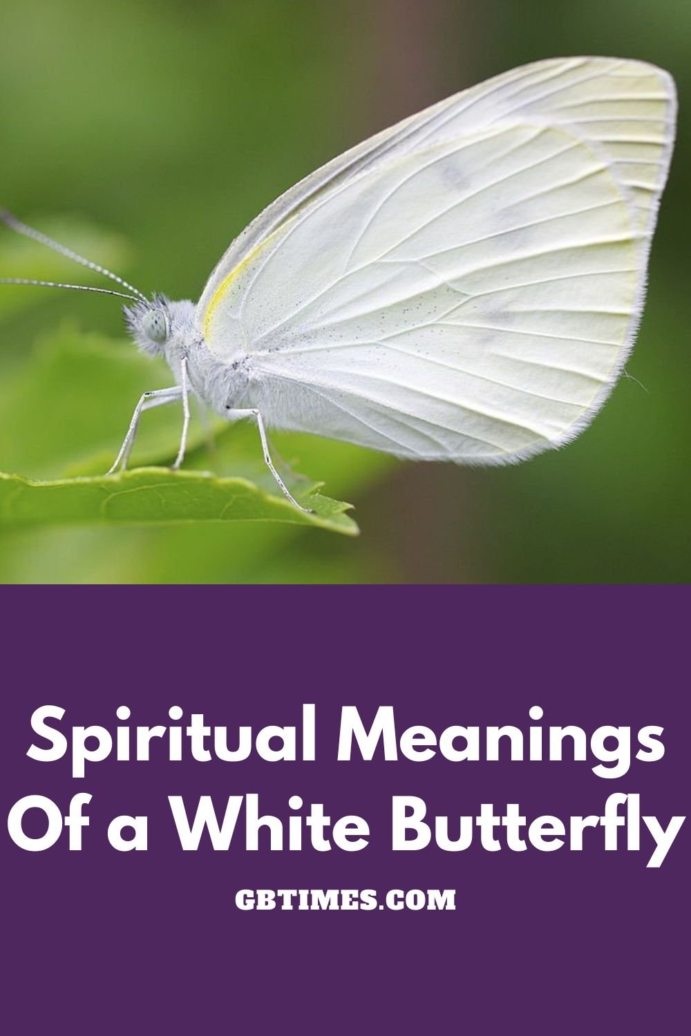Seeing a White Butterfly? The Symbolic and Spiritual Meaning