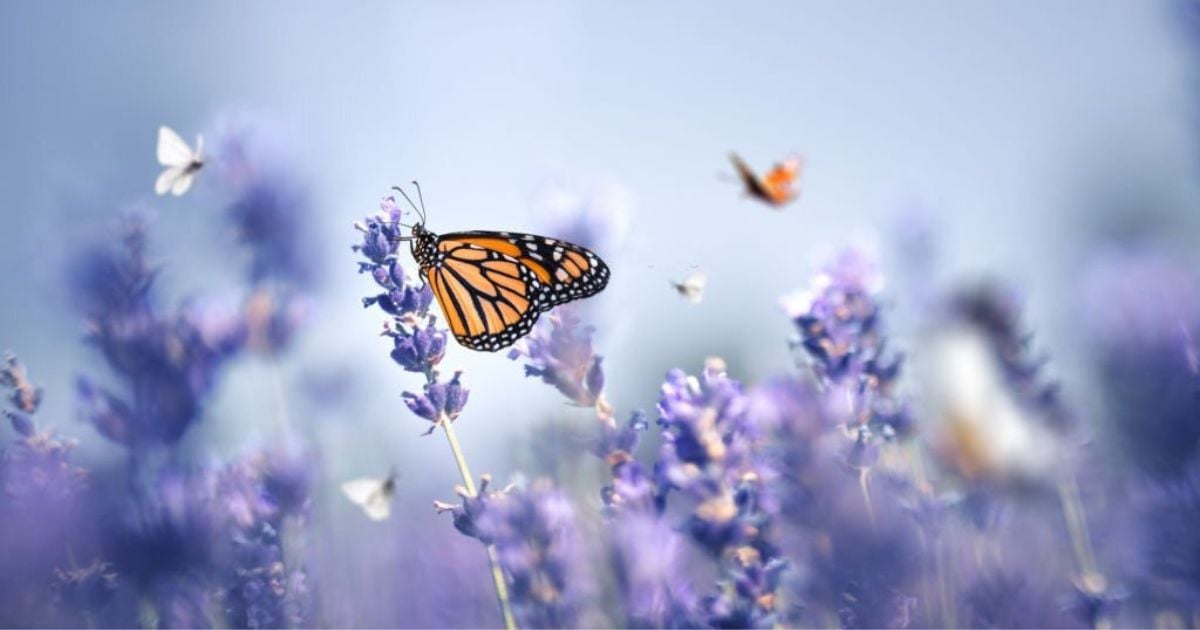 21 Spiritual Meaning Of Butterflies
