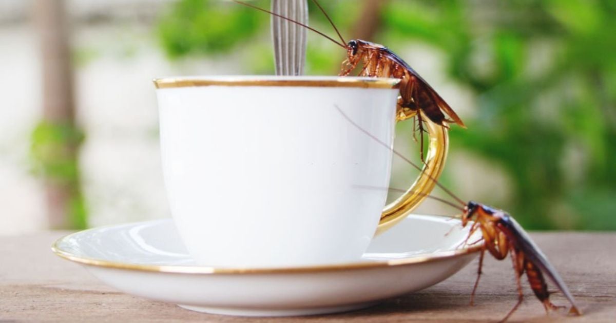 Spiritual Meanings Of Cockroach